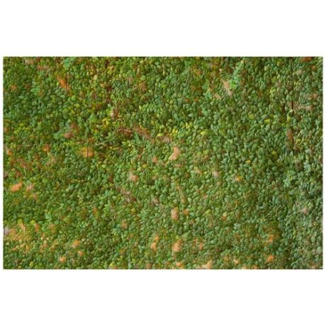 Виниловый фотофон Fonvinil 150*100 см трава