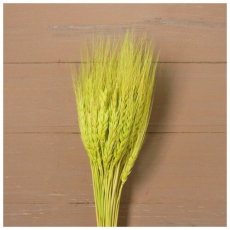 Сухой колос пшеницы, набор 50 шт цвет зелёный