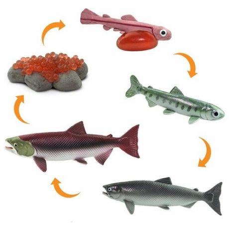 Набор фигурок Safari Жизненный цикл лосося