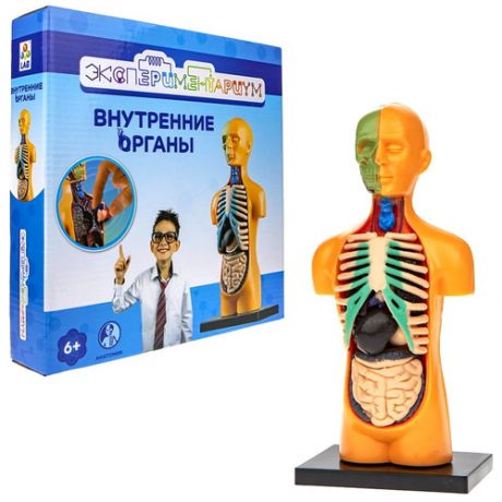 Экспериментариум 1toy Внутренние органы Т21870