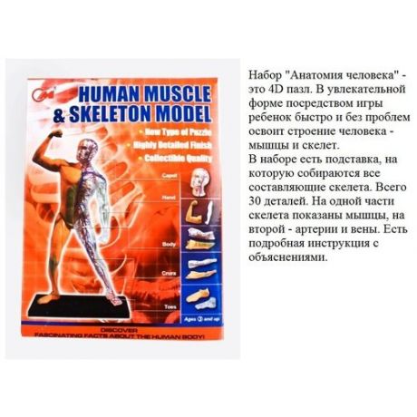Набор "Анатомия человека" 30 дет (мышцы и части тела) арт.3102