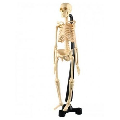 Сборная модель скелета
