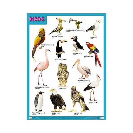 Плакат Мозаика-Синтез BIRDS (Птицы)
