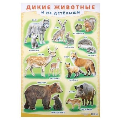 Плакат "Дикие животные и их детёныши" А2