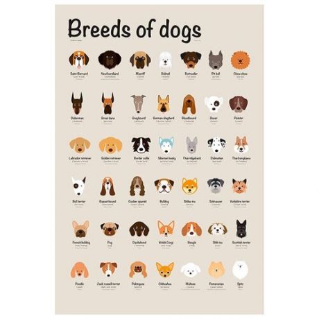 Плакат А2 Породы собак на английском языке, с переводом и транскрипцией