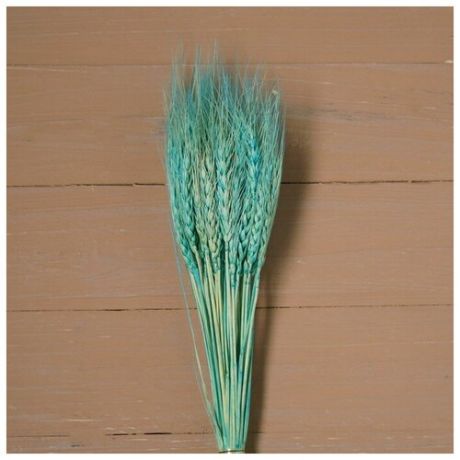 Сухой колос пшеницы, набор 50 шт., цвет голубой