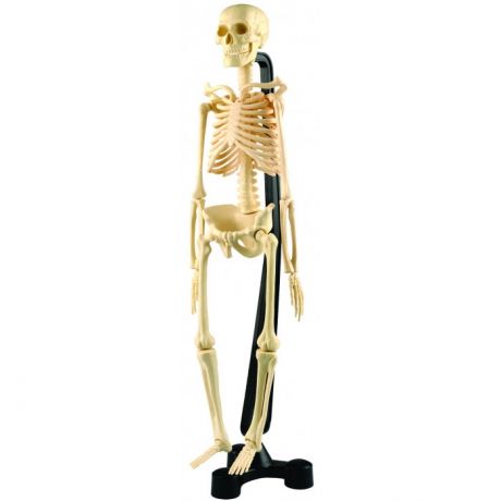 Наборы для опытов и экспериментов Edu-Toys Сборная модель скелета