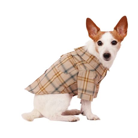 Petmax Рубашка с бантиком для собак M бежевый (унисекс)