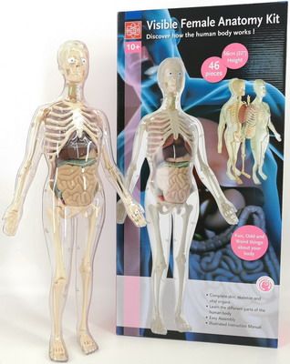 Анатомический набор Edu toys MK001 (органы скелет 56см жен.)