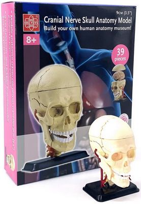Анатомический набор Edu toys SK010 (череп)