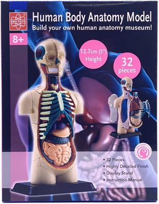 Анатомический набор Edu toys SK008 (тело)