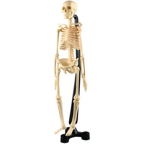 EDU-TOYS Анатомический набор (скелет 46см) SK046