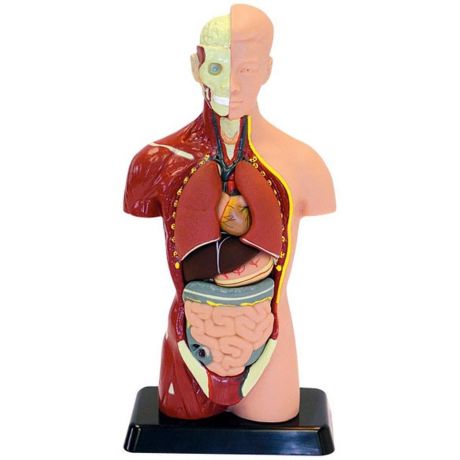 EDU-TOYS Анатомический набор (тело, органы 27см) MK027