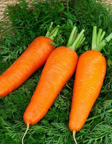 Морковь Шантенэ 2461 2 гр цв.п.