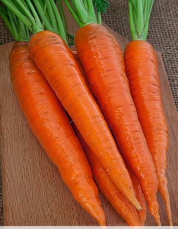 Морковь Канада F1 0,5 гр цв.п.